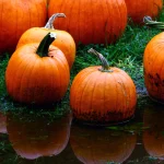 pumkin