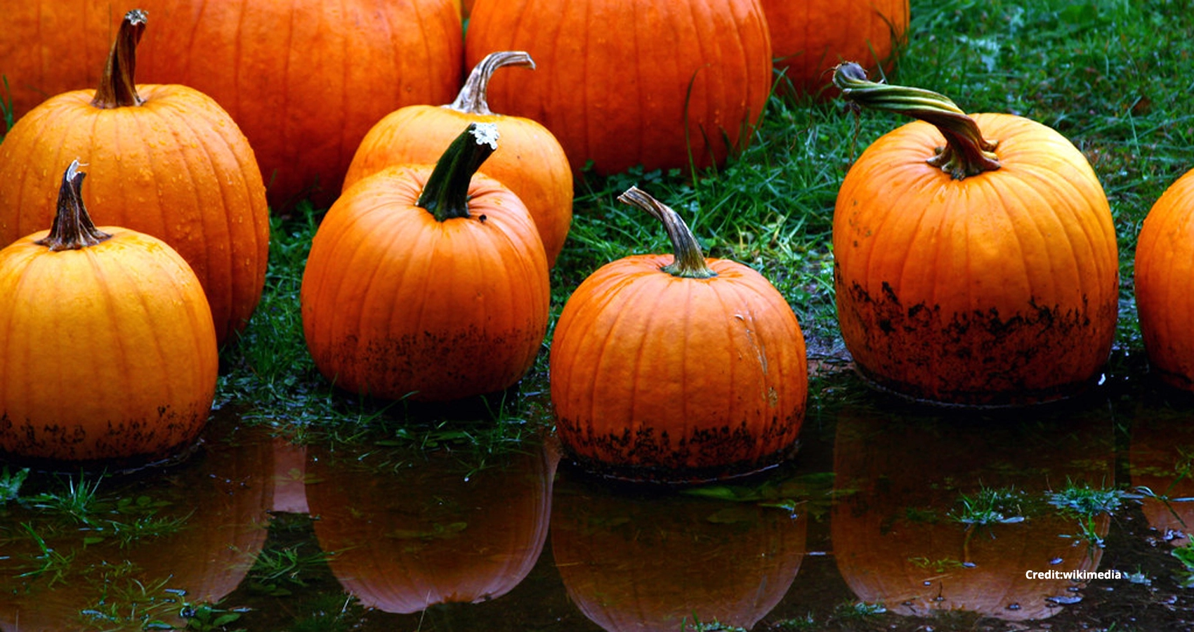 pumkin
